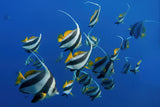 Schooling Bannerfishes Poster och Canvastavla