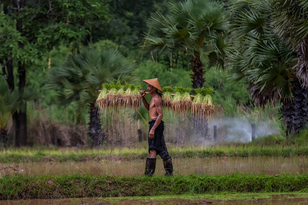 Farmer are planting rice in the rainy season Poster och Canvastavla