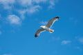 flying seagull Poster och Canvastavla