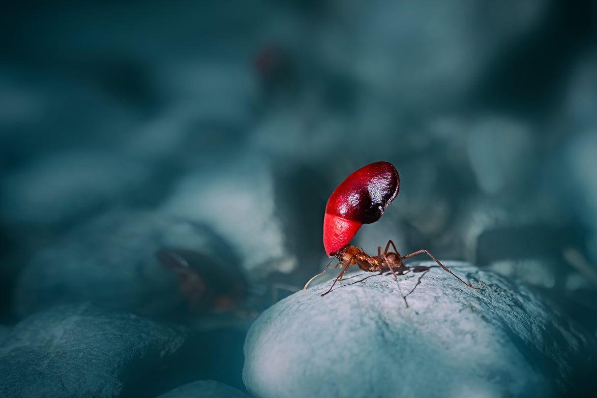 Leave-cutting ant Poster och Canvastavla