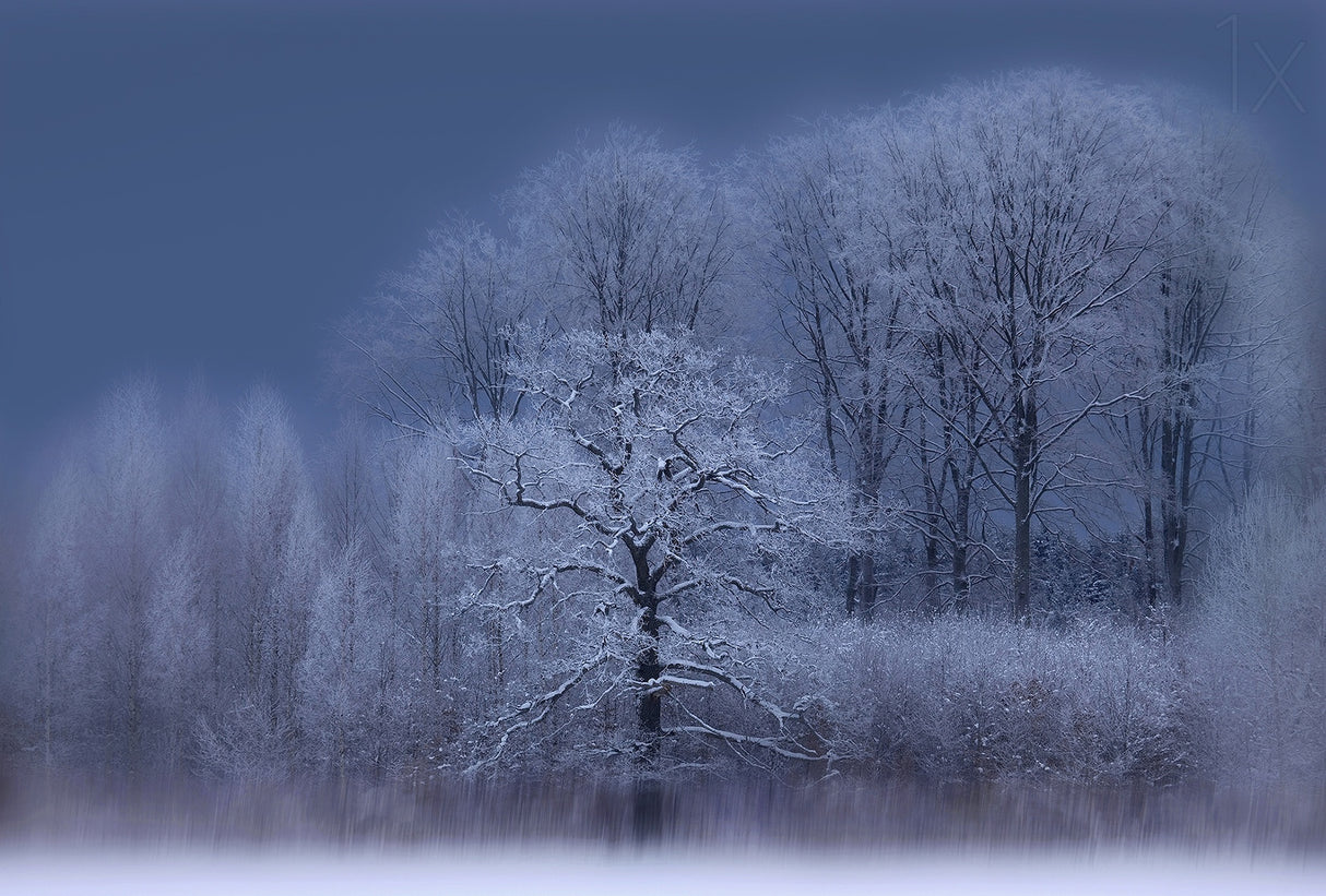 Winter Poster och Canvastavla