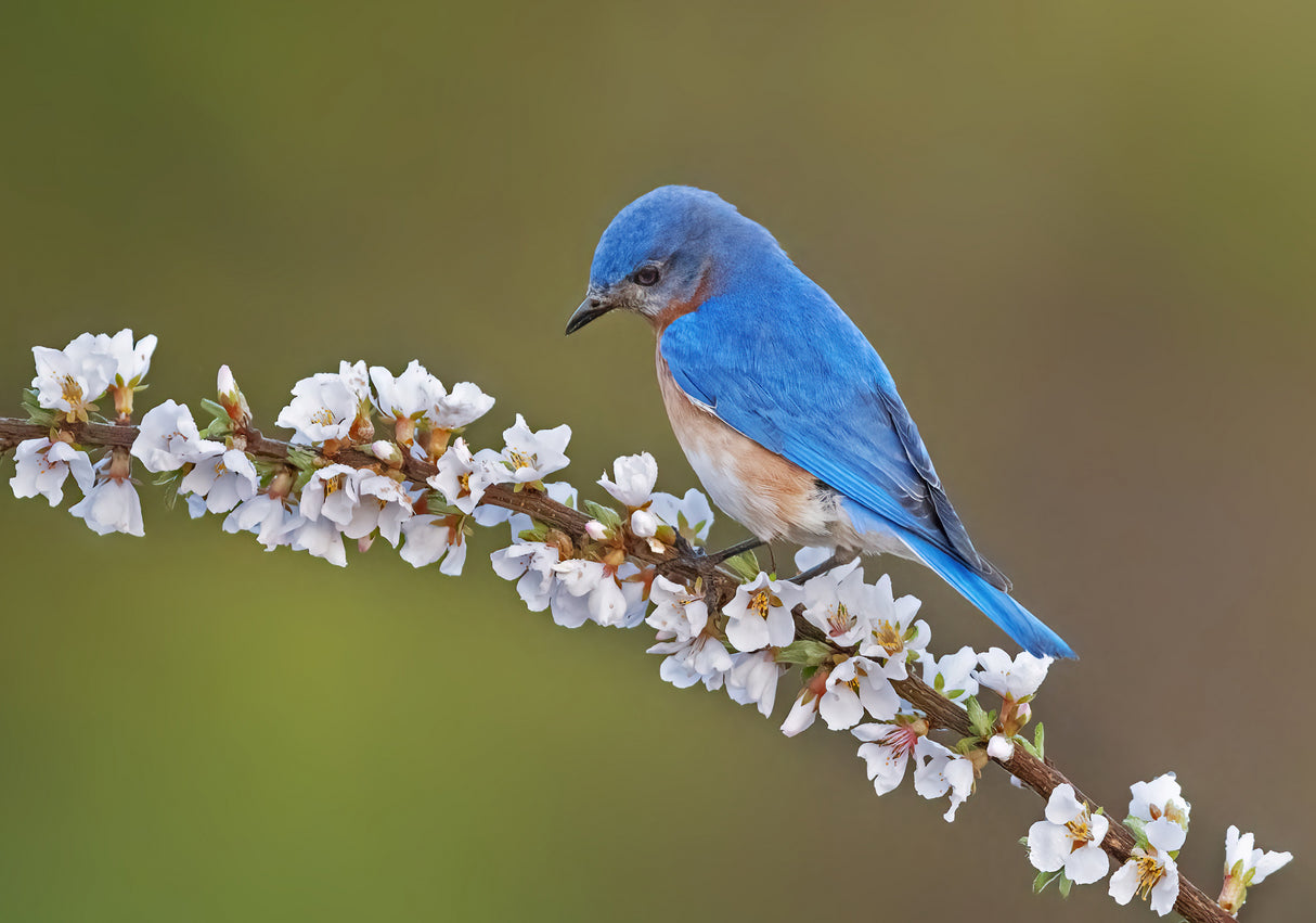 Eastern Bluebird-4 Poster och Canvastavla