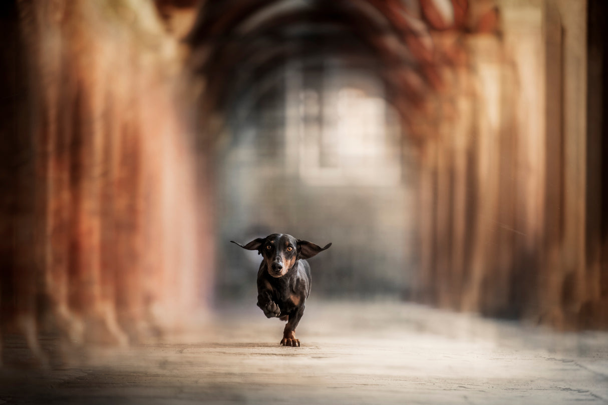 "He who leaps for the sky may fall, it's true. But he may also fly.”  ― Lauren Oliver Poster och Canvastavla