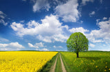 Spring Poster och Canvastavla