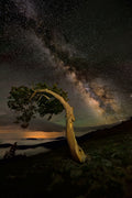 Night Companion Poster och Canvastavla