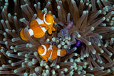 Fun at the Anemone Poster och Canvastavla