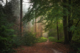 A beautiful morning in the forrest. Poster och Canvastavla