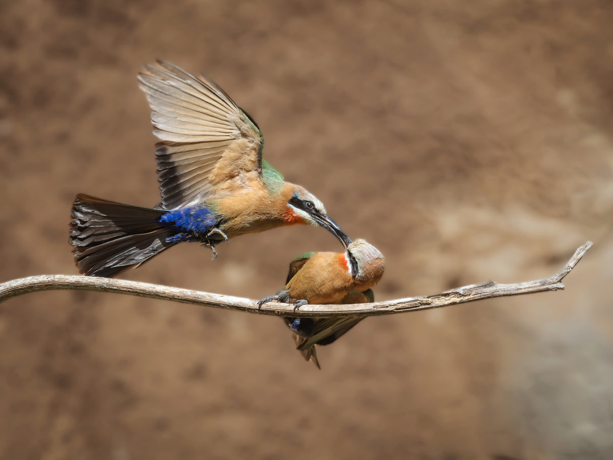 white-fronted bee-eater Poster och Canvastavla