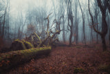 A foggy autumn forest morning Poster och Canvastavla