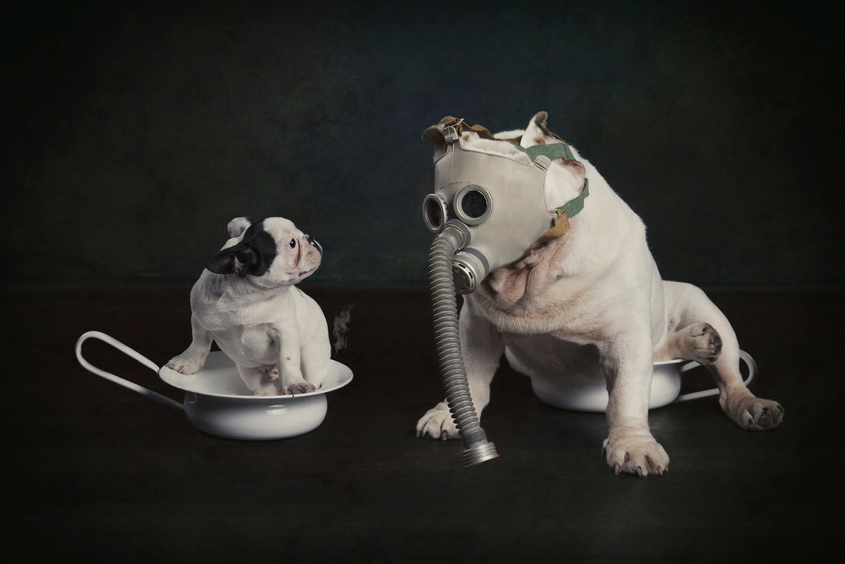I do not stink Paco, yes you do Mambo Poster och Canvastavla