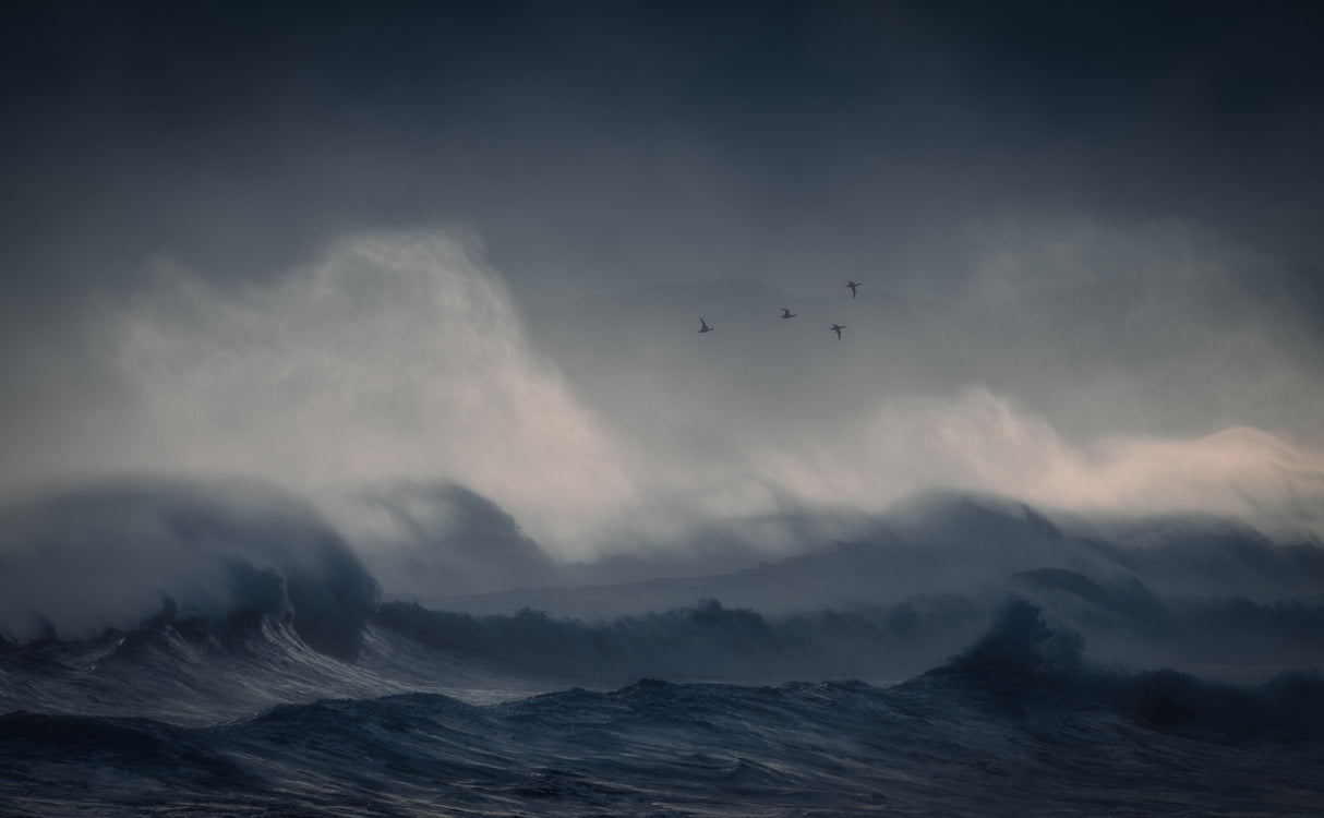 Fly to rough seas Poster och Canvastavla