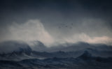 Fly to rough seas Poster och Canvastavla