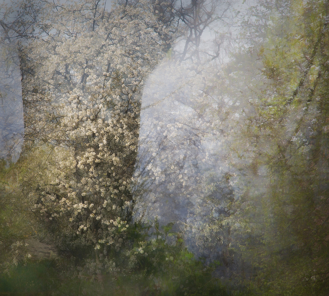 Blossom Poster och Canvastavla