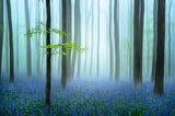 the blue forest ........ Poster och Canvastavla