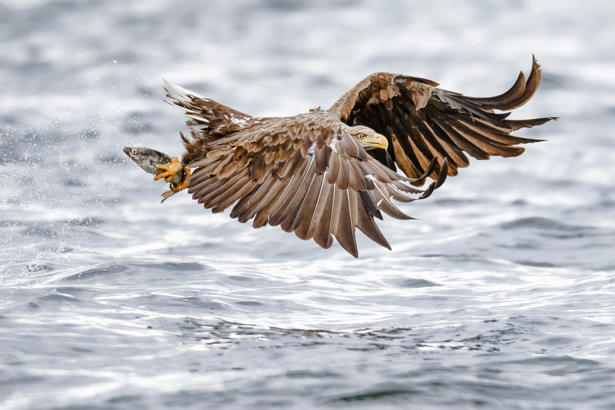 The sea eagle-Recolonisating Scotland Poster och Canvastavla