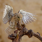 Little Owl Poster och Canvastavla