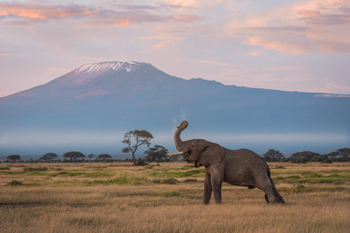 The Morning of Kilimanjaro Poster och Canvastavla
