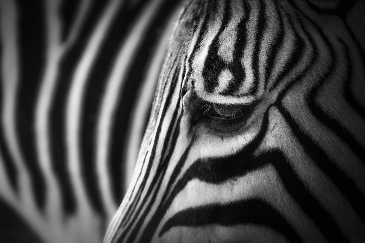 Zebra Poster och Canvastavla