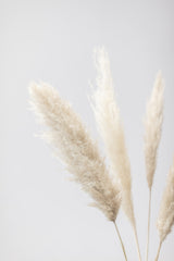 Pampas Grass Grey 08 Poster och Canvastavla