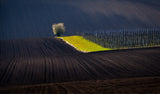 Vrbický vineyard Poster och Canvastavla
