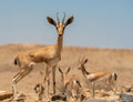 Dorcas Gazelle Poster och Canvastavla
