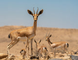 Dorcas Gazelle Poster och Canvastavla