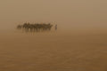 Desert Storm Poster och Canvastavla