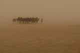 Desert Storm Poster och Canvastavla