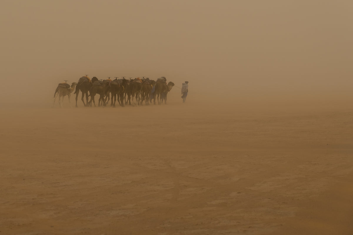 Desert Storm Poster och Canvastavla
