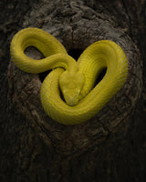 Yellow Poster och Canvastavla