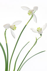 Purity Poster och Canvastavla