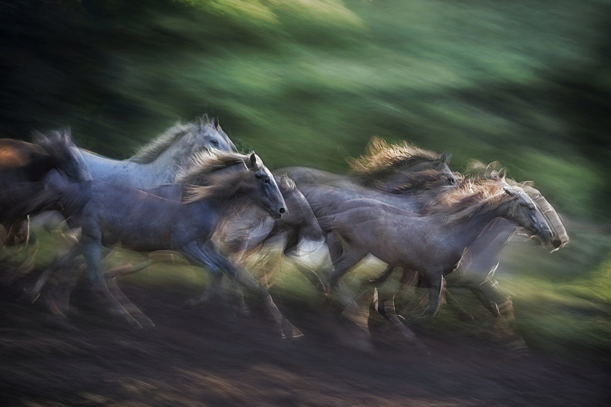horse drill Poster och Canvastavla