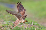 Common Kestrel Poster och Canvastavla