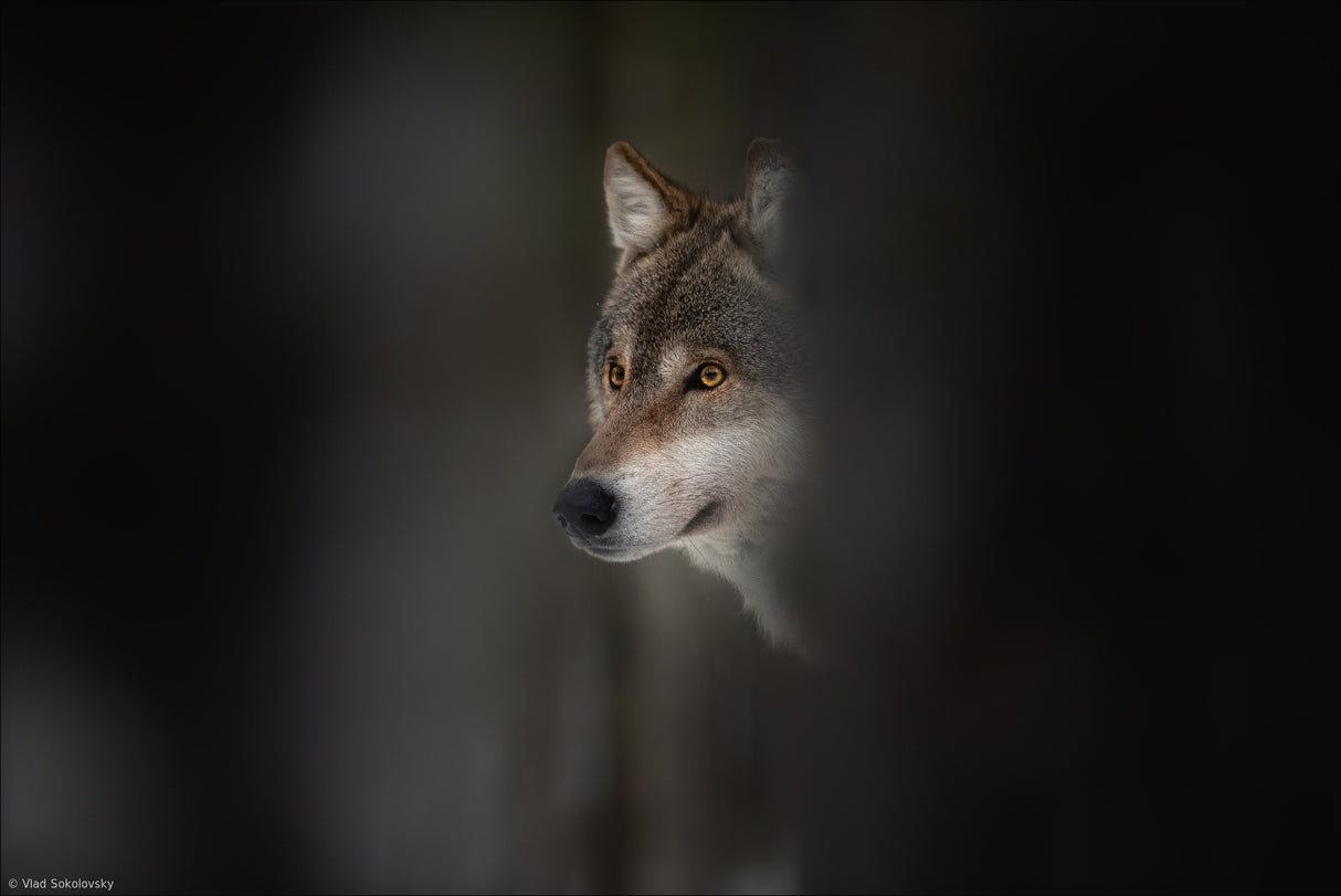 Wolf Hour Poster och Canvastavla