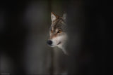 Wolf Hour Poster och Canvastavla