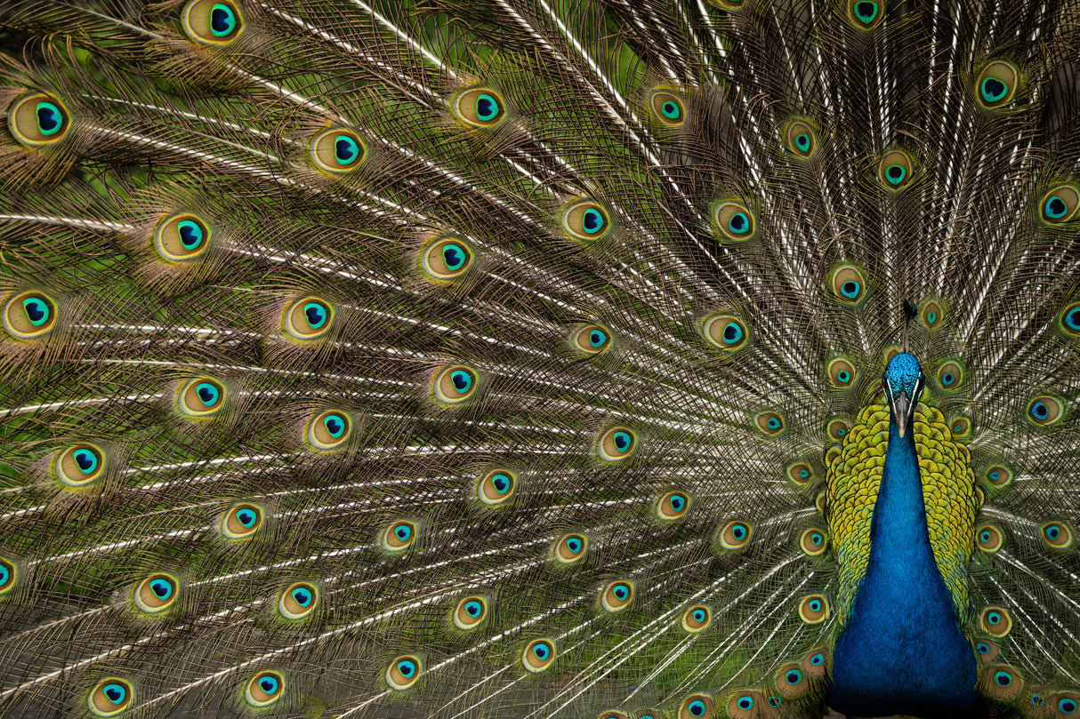 Wild Beauty Poster och Canvastavla