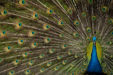 Wild Beauty Poster och Canvastavla