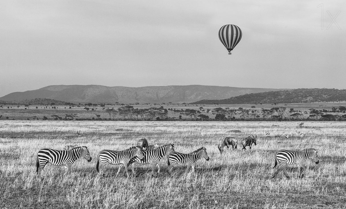 Tanzanian zebra Poster och Canvastavla