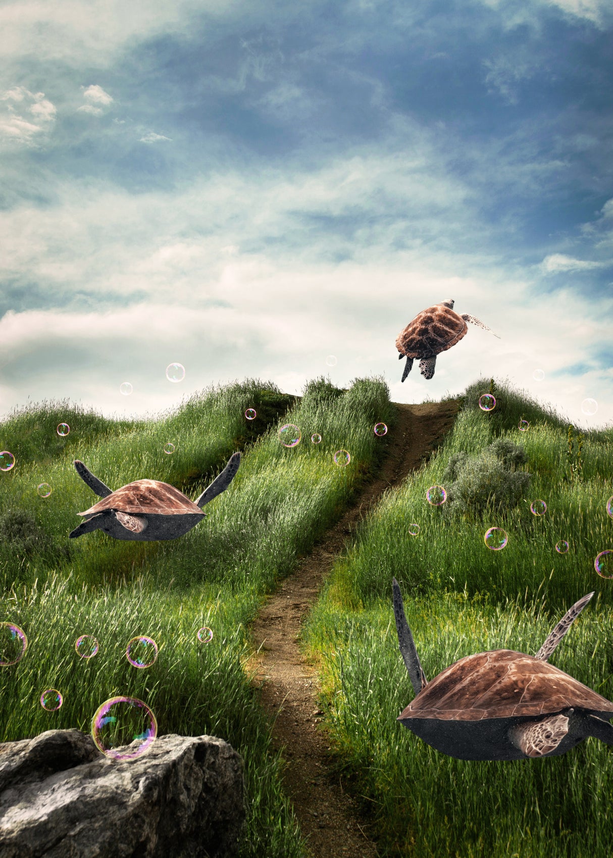 Turtles in the Green Fields Poster och Canvastavla