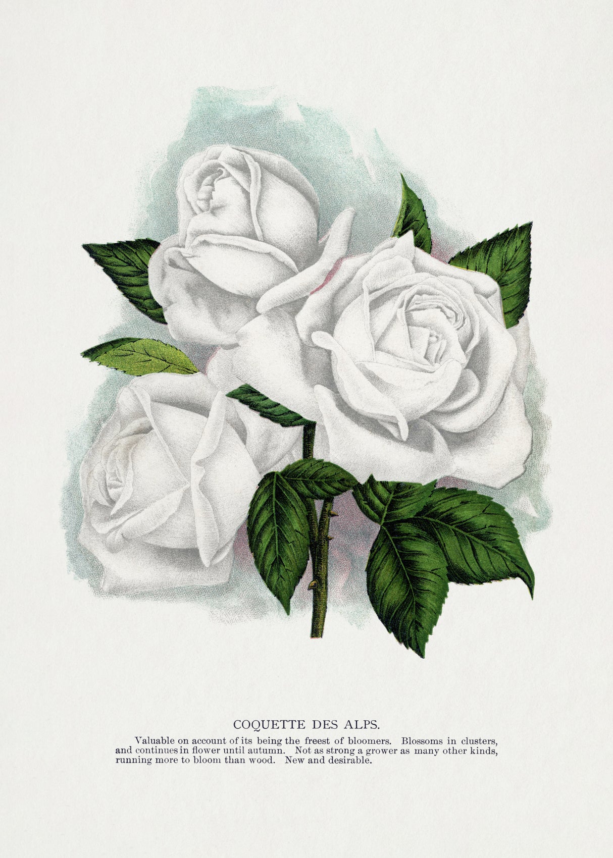 White Rose, Coquette Des Alps Lithograph Poster och Canvastavla