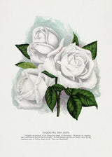 White Rose, Coquette Des Alps Lithograph Poster och Canvastavla
