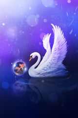 Dark Purle Swan home Poster och Canvastavla