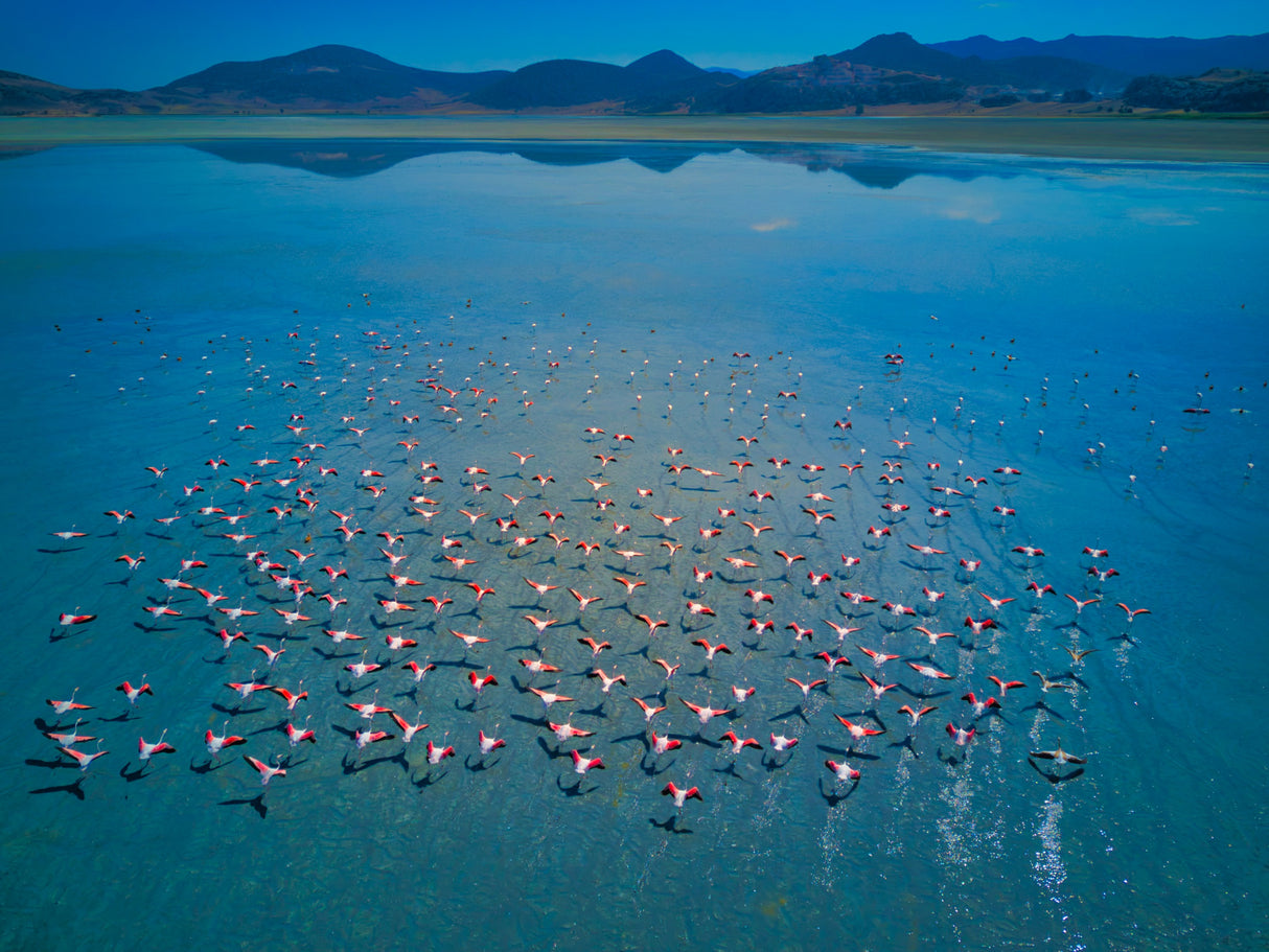 Yarışlı lake Poster och Canvastavla