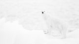 Polar bear in b&amp;w Poster och Canvastavla