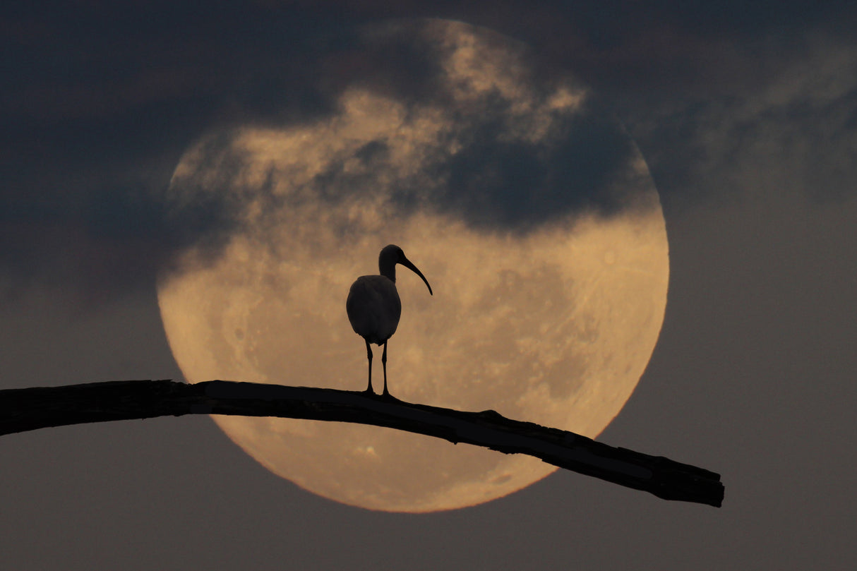 Ibis at night Poster och Canvastavla