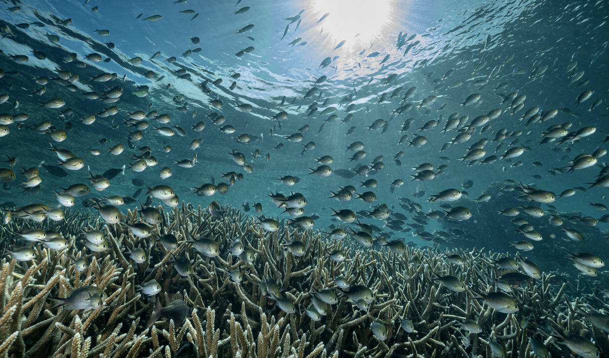 The Reef Poster och Canvastavla