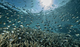 The Reef Poster och Canvastavla
