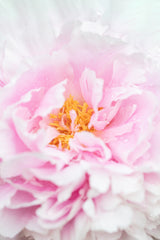 Peony_6 Poster och Canvastavla