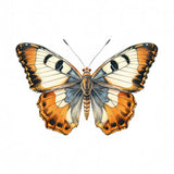 Butterfly 4 Poster och Canvastavla