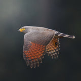 Rupornis magnirostris Poster och Canvastavla